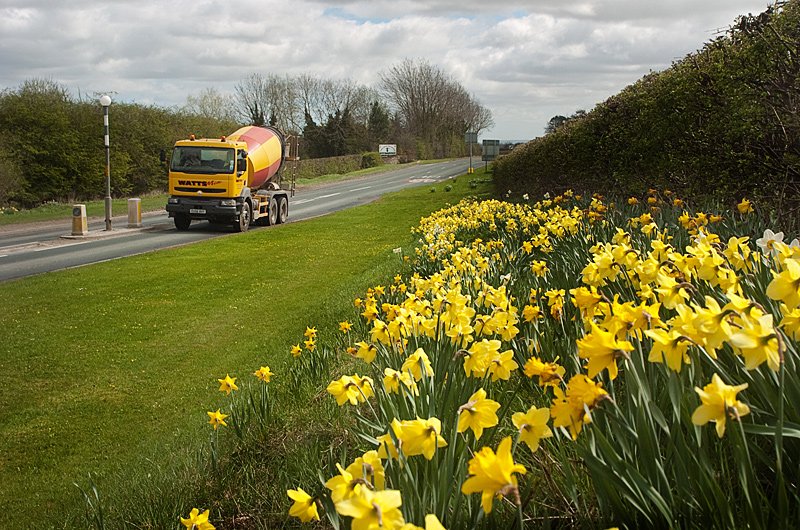top_road_slingsby_daffodils