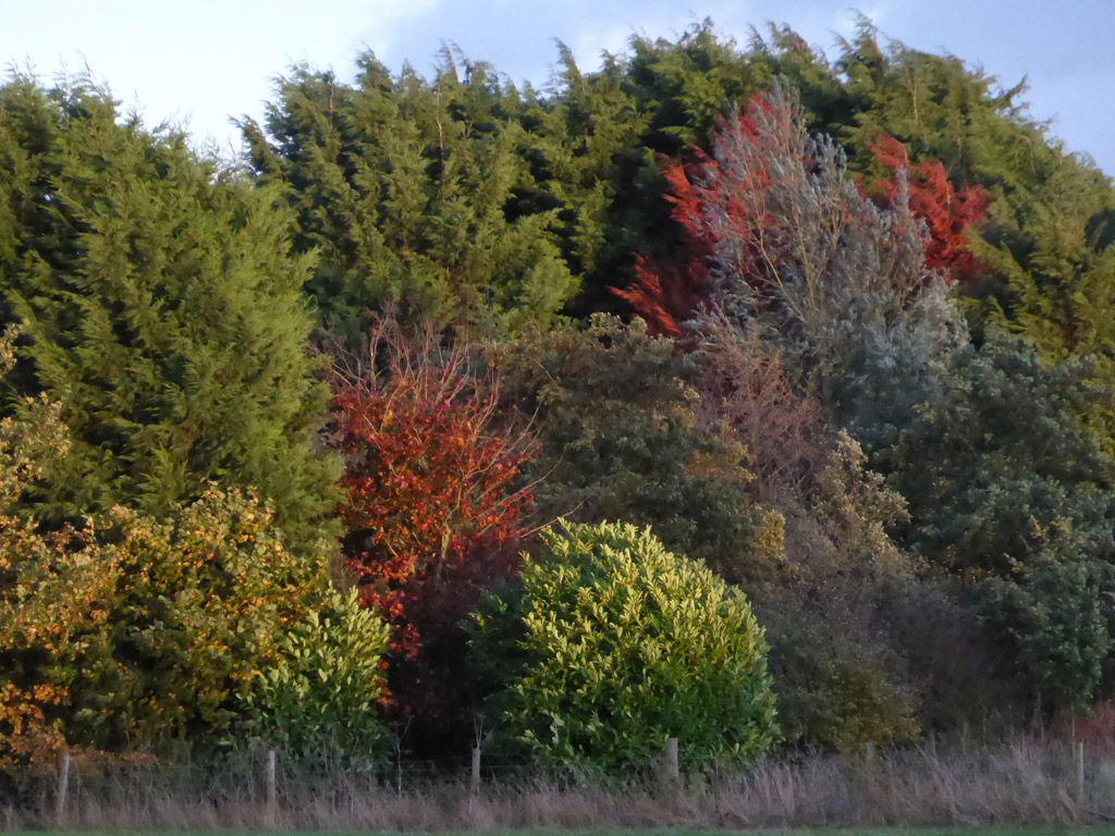colin-douthwaithe-autumn-fryton-2
