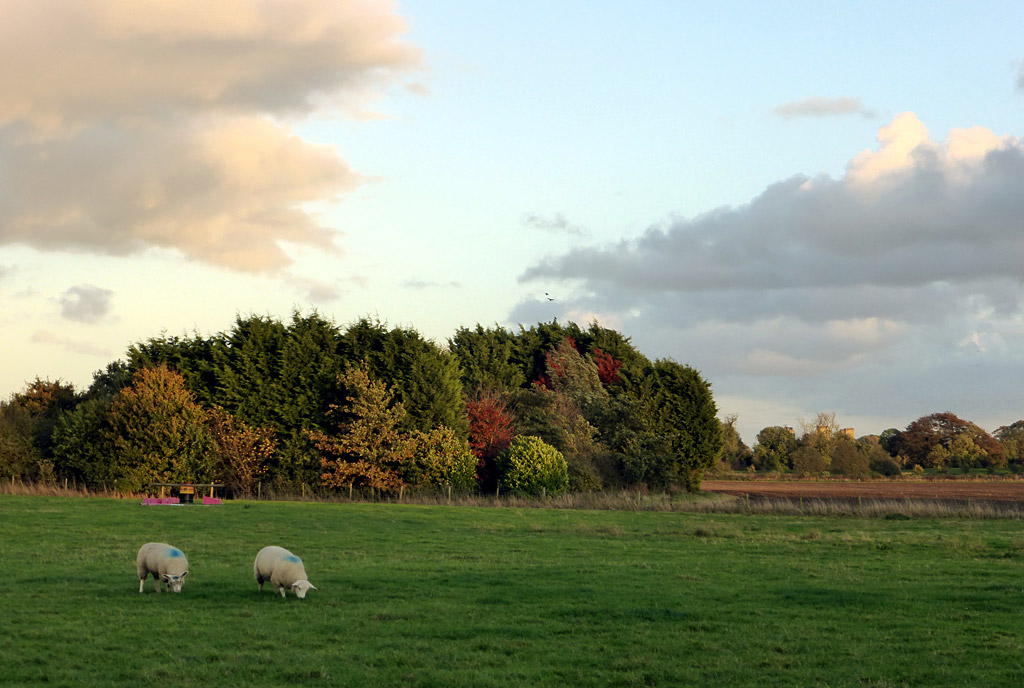 colin-douthwaithe-autumn-fryton